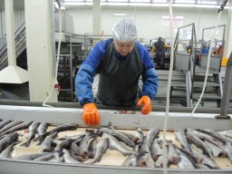Рыбоперерабатывающий завод компании "Вывенское" будет запущен в следующем году