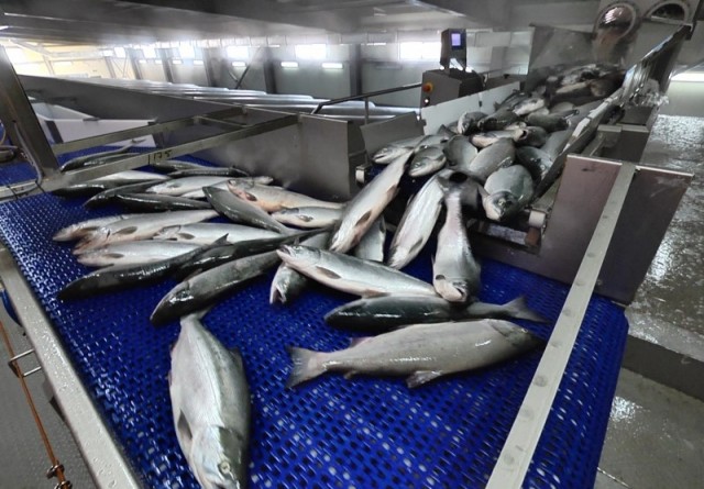 Завод по переработке рыбы в Беломорске заработает в апреле