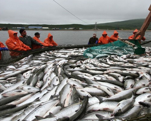 Невзирая на вспышку пандемии рыбная промышленность не приостановила свою деятельность